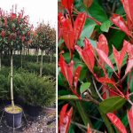 Photinia x Fraseri Red Robin (Christmas Berry) – Half Standard