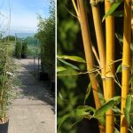 Golden Crookstem Bamboo (Bambusa Phyllostachys Aureosulcata Aureocaulis)