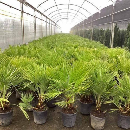 Mediterranean Fan Palm (Chamaerops Humilis) – Multi trunk