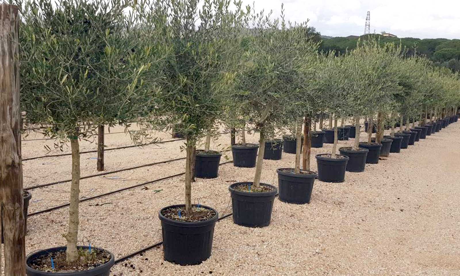 Common Olive Tree (Olea Europaea) – Half Standard – Garden Plants Online