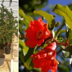 Punica Granatum (Pomegranate Tree) – Half Standard