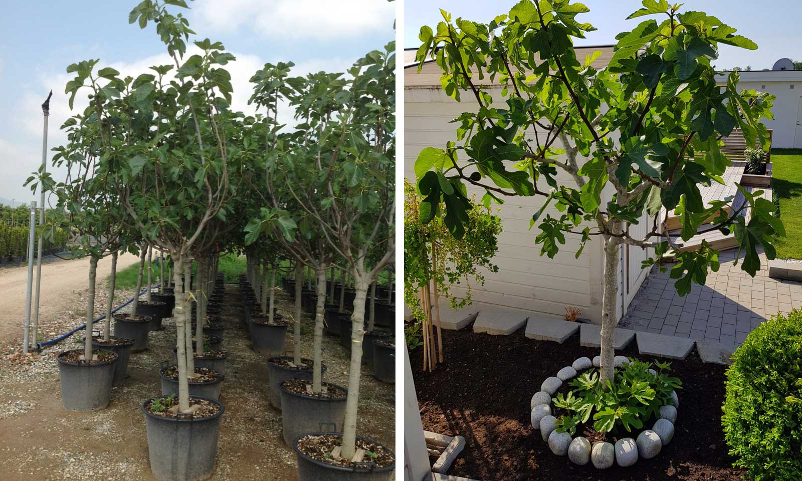 Ficus Carica (Edible Common Fig Half Standard Garden Plants Online