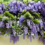 Wisteria – Climbing