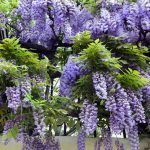 Wisteria – Climbing