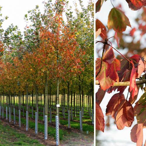 Acer Rubrum 'Red Sunset' (Red Maple 'Red Sunset') - Standard
