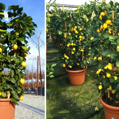 Citrus Limonum (Lemon Trees) – Espalier