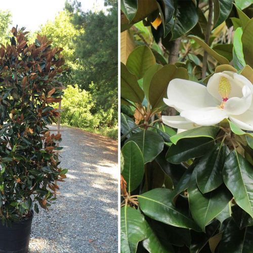 Magnolia Grandiflora (Evergreen Magnolia) - Espalier