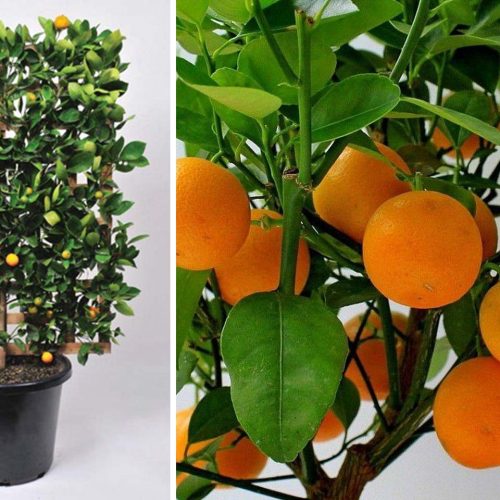 Citrus x Mitis (Calamondin Orange) – Espalier