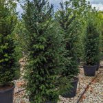 Taxus Baccata (English Yew) – Shrub