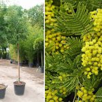 Acacia Dealbata (Mimosa Tree) – Standard
