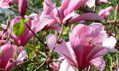 Magnolia Galaxy – Standard – Garden Plants Online