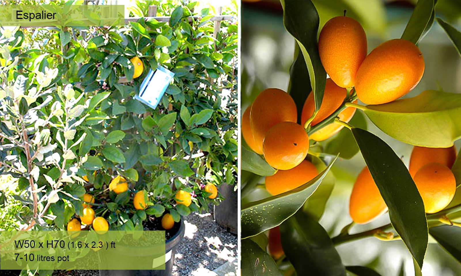 Citrus Kumquat Nagami (Kumquats) – Espalier – Garden Plants Online