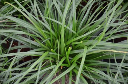 Carex Oshimensis Evergreen (Japanese Sedge ‘Evergreen’) – Garden Plants ...