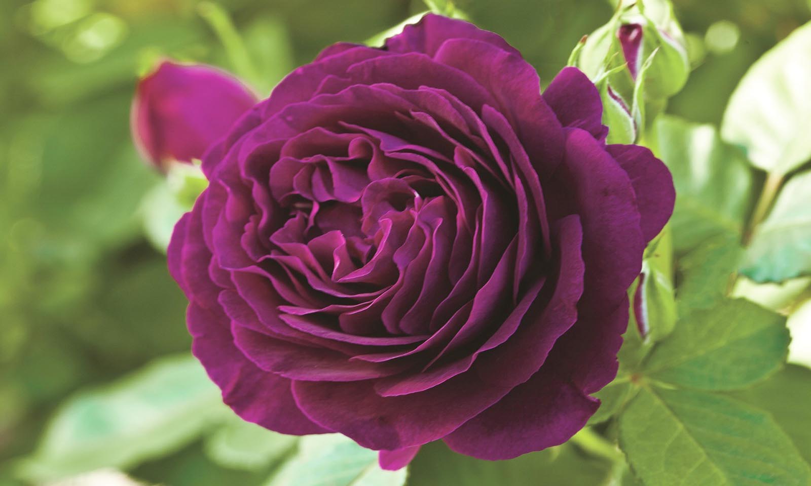 Purple Roses – Half Standard