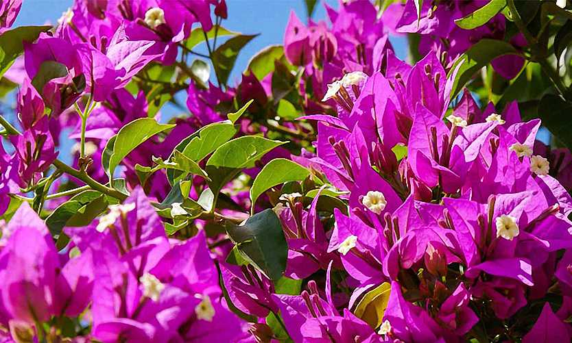Bougainvillea Glabra 'Sanderiana' – Climbing – Garden Plants Online