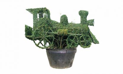 Topiary Steam Train (Ligustrum Jonandrum) – Garden Plants Online