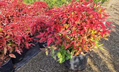 Nandina Domestica Fire Power (Heavenly Bamboo Fire Power) – Shrub ...