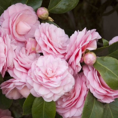 Camellia Japonica 'Pearl Maxwell' (Camellia 'Pearl Maxwell') - Shrub
