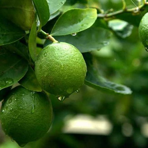 Citrus Lime (Lime Trees / Limetta) - Quarter Standard
