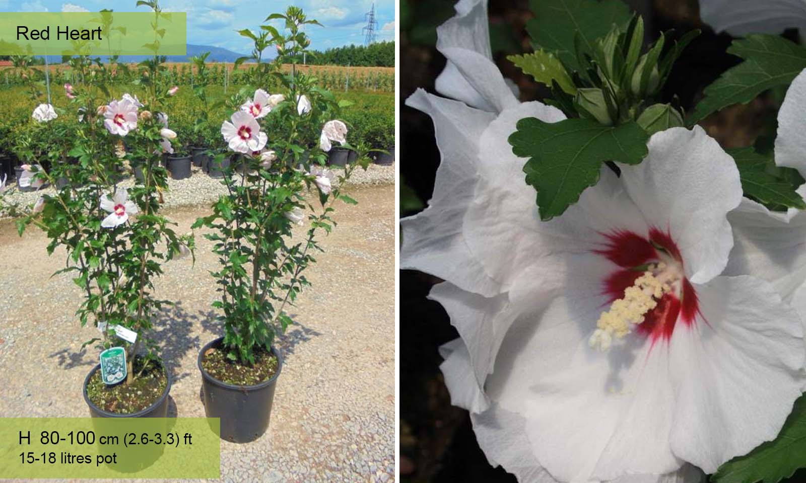 Hibiscus Syriacus (Rose of Sharon) – Shrub – Garden Plants Online