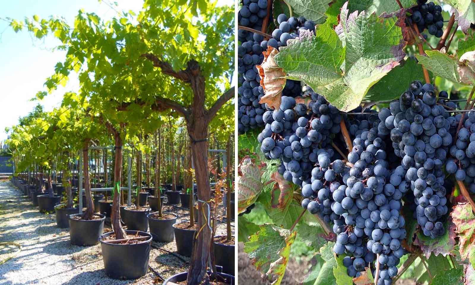 images of grapes trees