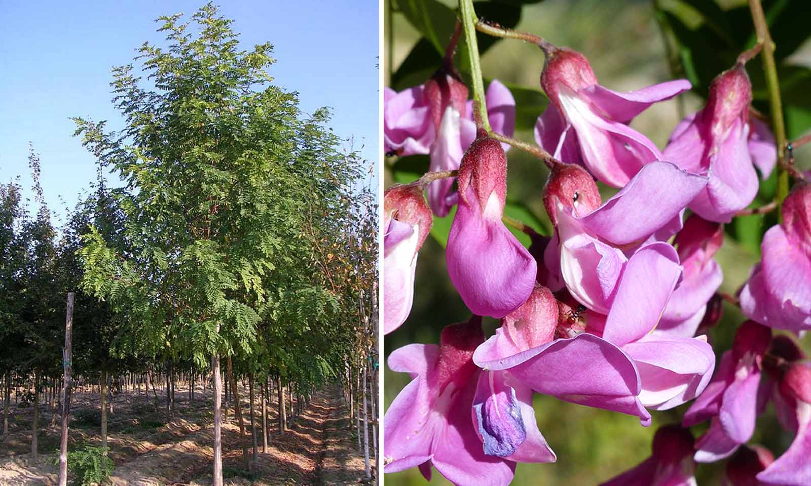 Robinia ×margaretta CASQUE ROUGE ('Pink Cascade')  Robinia ×margaretta CASQUE  ROUGE ('Pink Cascade') - Pepinierele Van den Berk