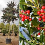 Ilex x Nellie R.Stevens (Holly) – Standard