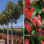 Photinia x Fraseri Red Robin (Christmas Berry Red Robin) – Standard