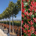 Photinia x Fraseri Red Robin (Christmas Berry Red Robin) – Standard