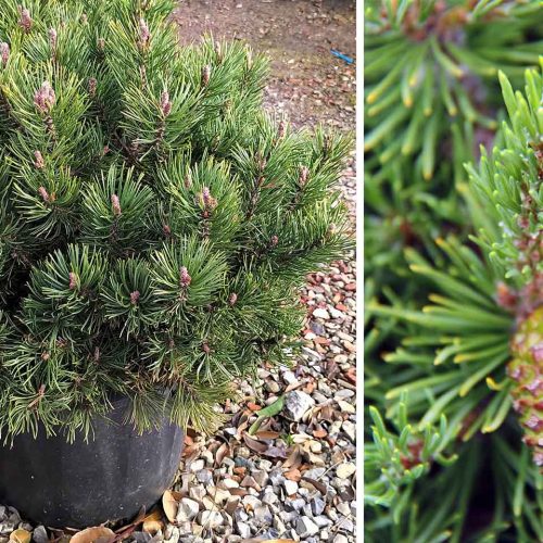 Pinus Mugo 'Mops' (Dwarf Mountain Pine 'Mops')