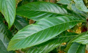 Eriobotrya Japonica (Loquat Tree) – Quarter Standard – Garden Plants Online