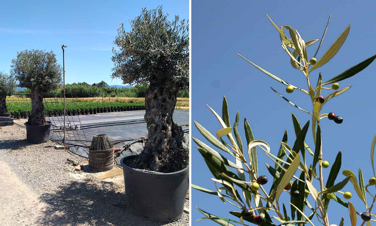 Common Olive Tree (Olea Europea) – Extra – Garden Plants Online