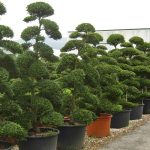 Ilex Crenata Kinme Japanese Style