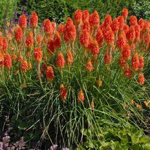 Kniphonia Uvaria (Red Hot Poker / Torch Lily)