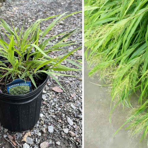 Hakonechloa Macra (Japanese Forest Grass / Hakone Grass)