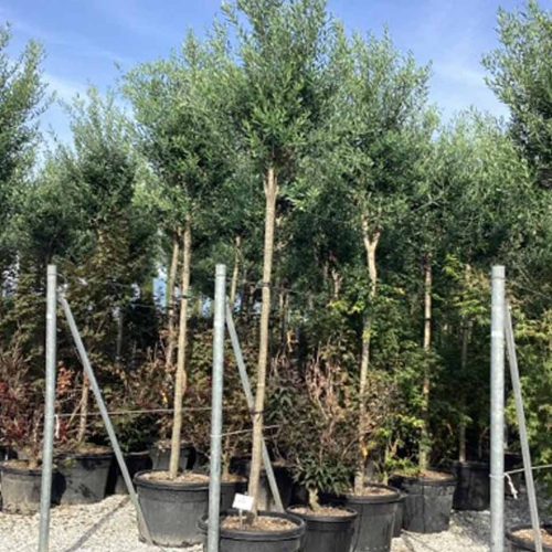 Common Olive Tree (Olea Europaea) – Standard