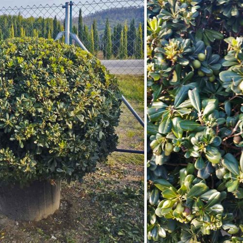 Pittosporum Tobira Nanum (Dwarf Japanese Mock Orange) – Ball