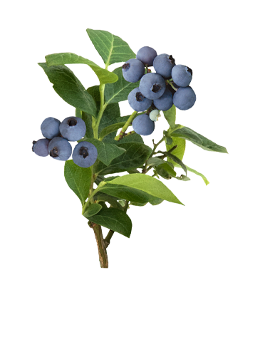 Shrubs and Trees for a Fruit Garden